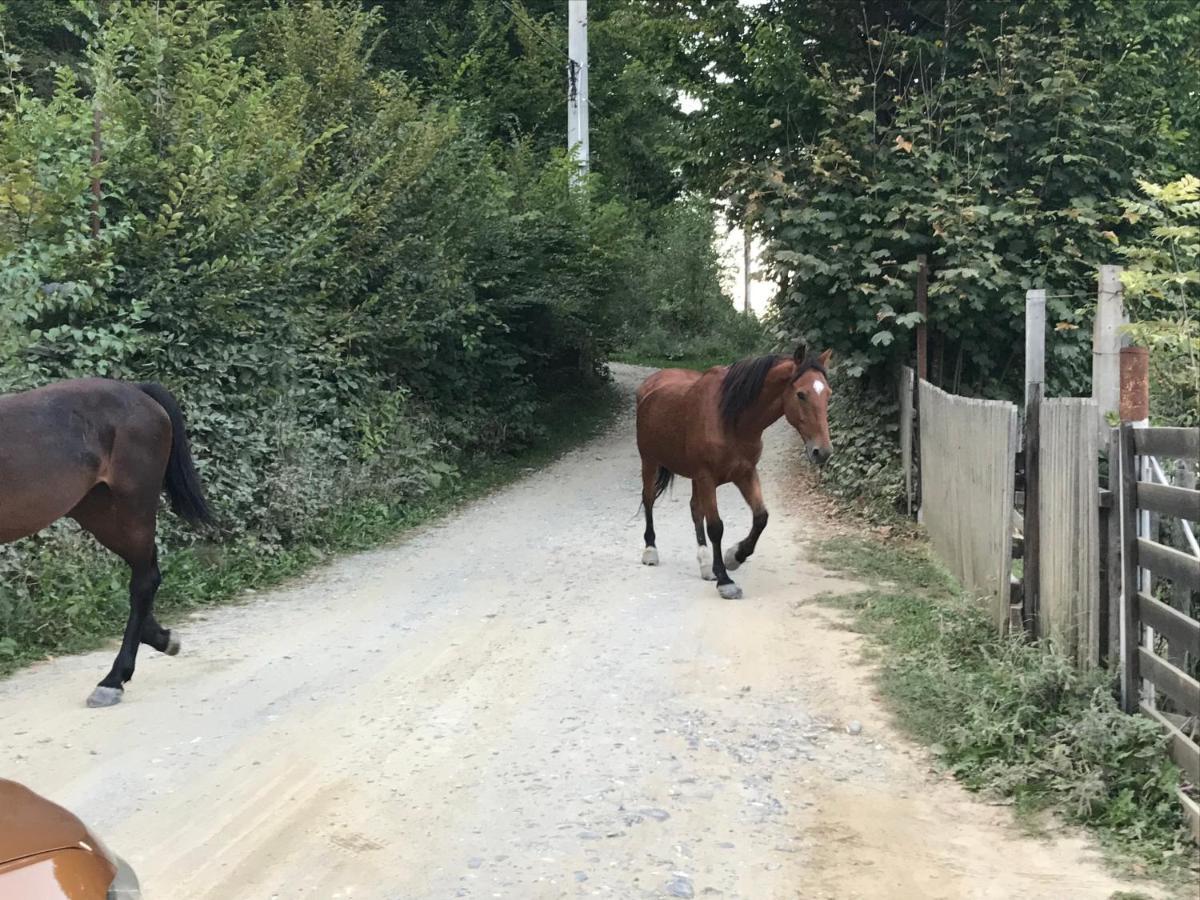 Appartamento Casutele Doftanei Teşila Esterno foto